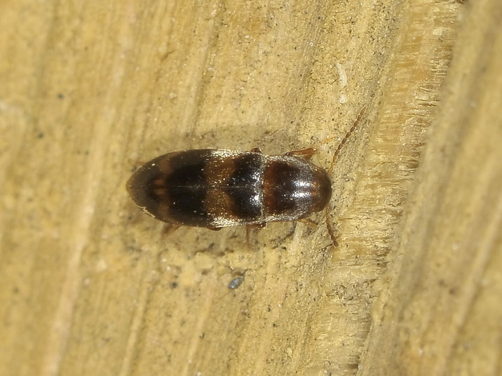 Melandryidae: Abdera quadrifasciata (cf.)